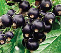 Extract of currants
